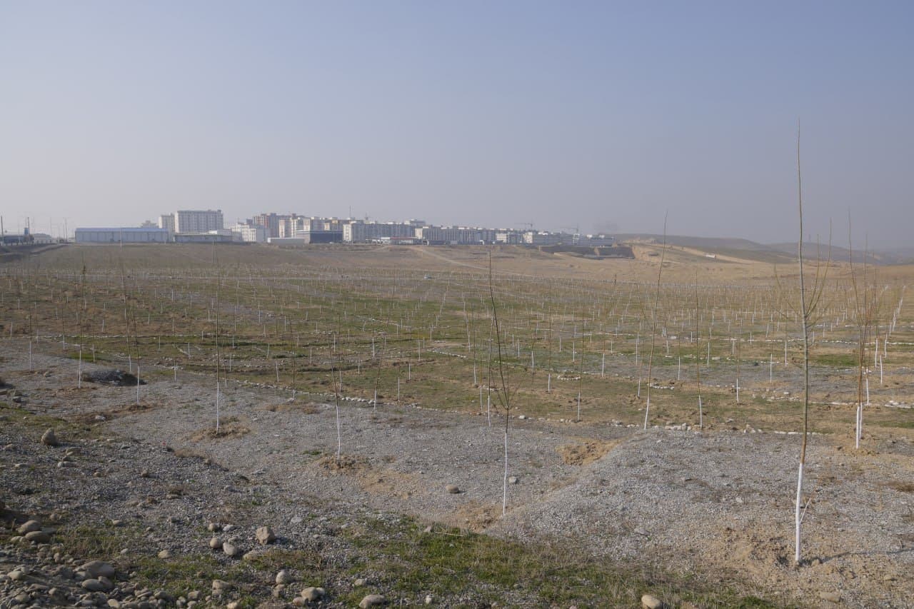 “Yashil makon” loyihasi doirasida yirik ko‘kalamzorlashtirish ishlari olib borilmoqda