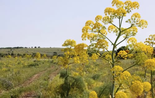 A New Procedure for the Collection of Wild Plants Has Been Introduced