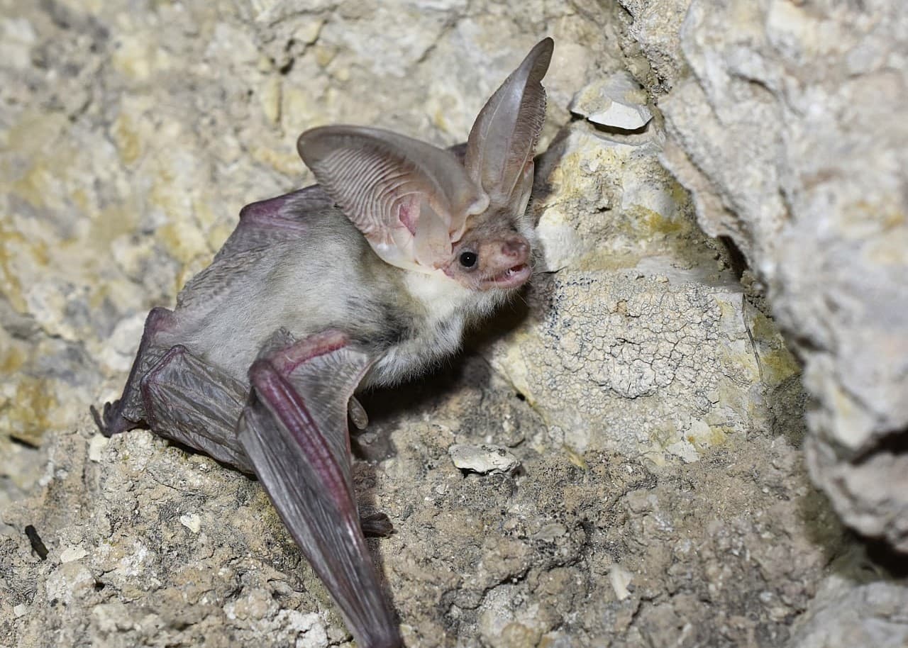 Turkmen Long-eared Bat Recorded in Uzbekistan for the First Time
