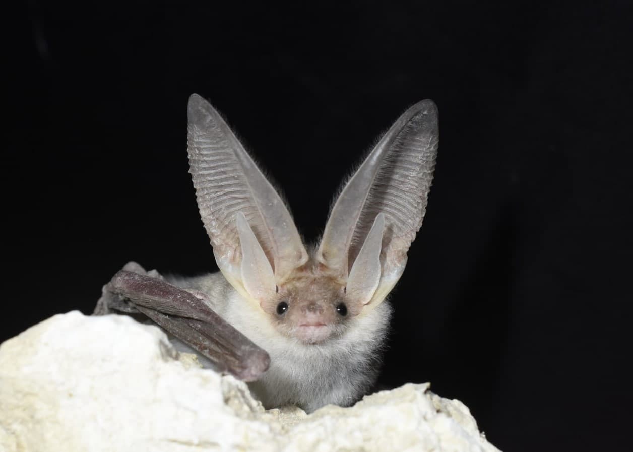 Turkmen Long-eared Bat Recorded in Uzbekistan for the First Time