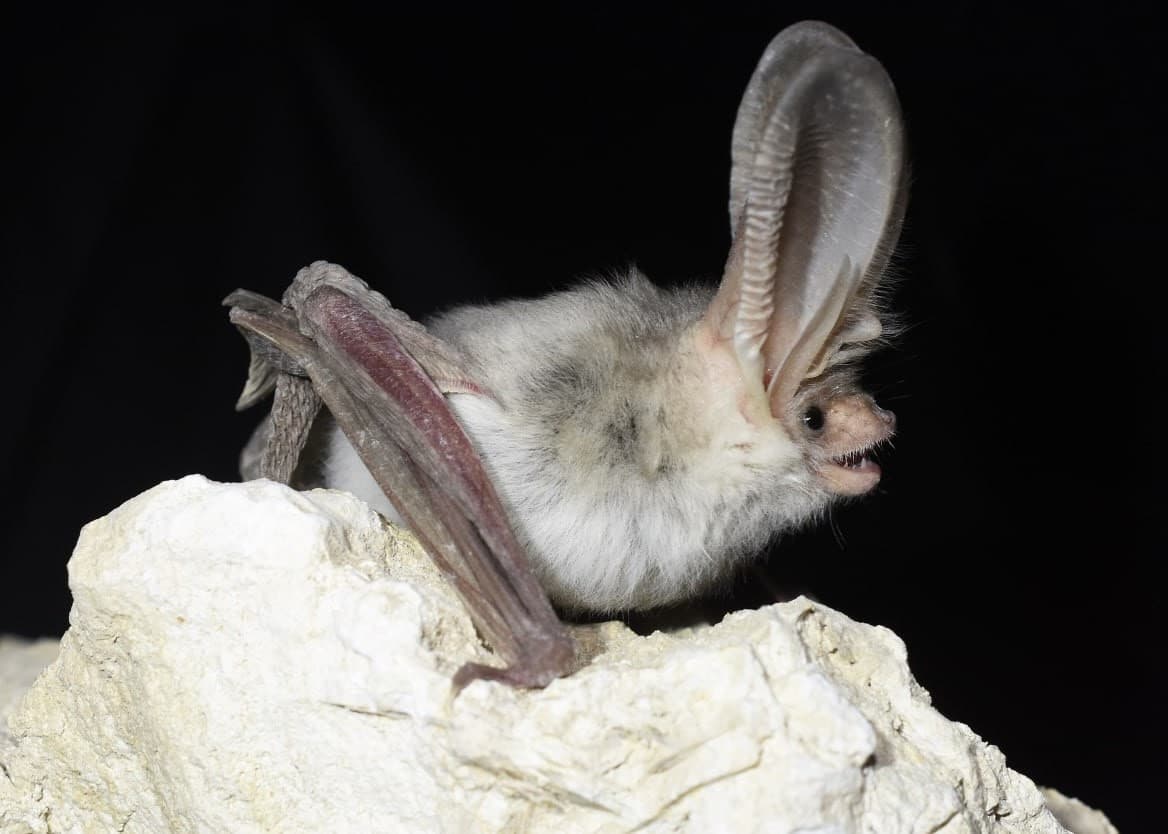 Turkmen Long-eared Bat Recorded in Uzbekistan for the First Time