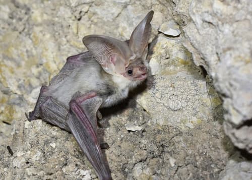 Turkmen Long-eared Bat Recorded in Uzbekistan for the First Time
